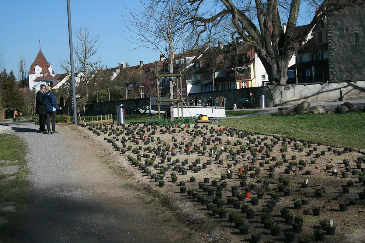 Gleich neben der Altstadt wächst jetzt die Wildstauden-Mischpflanzung, Bild: Doris Tausendpfund