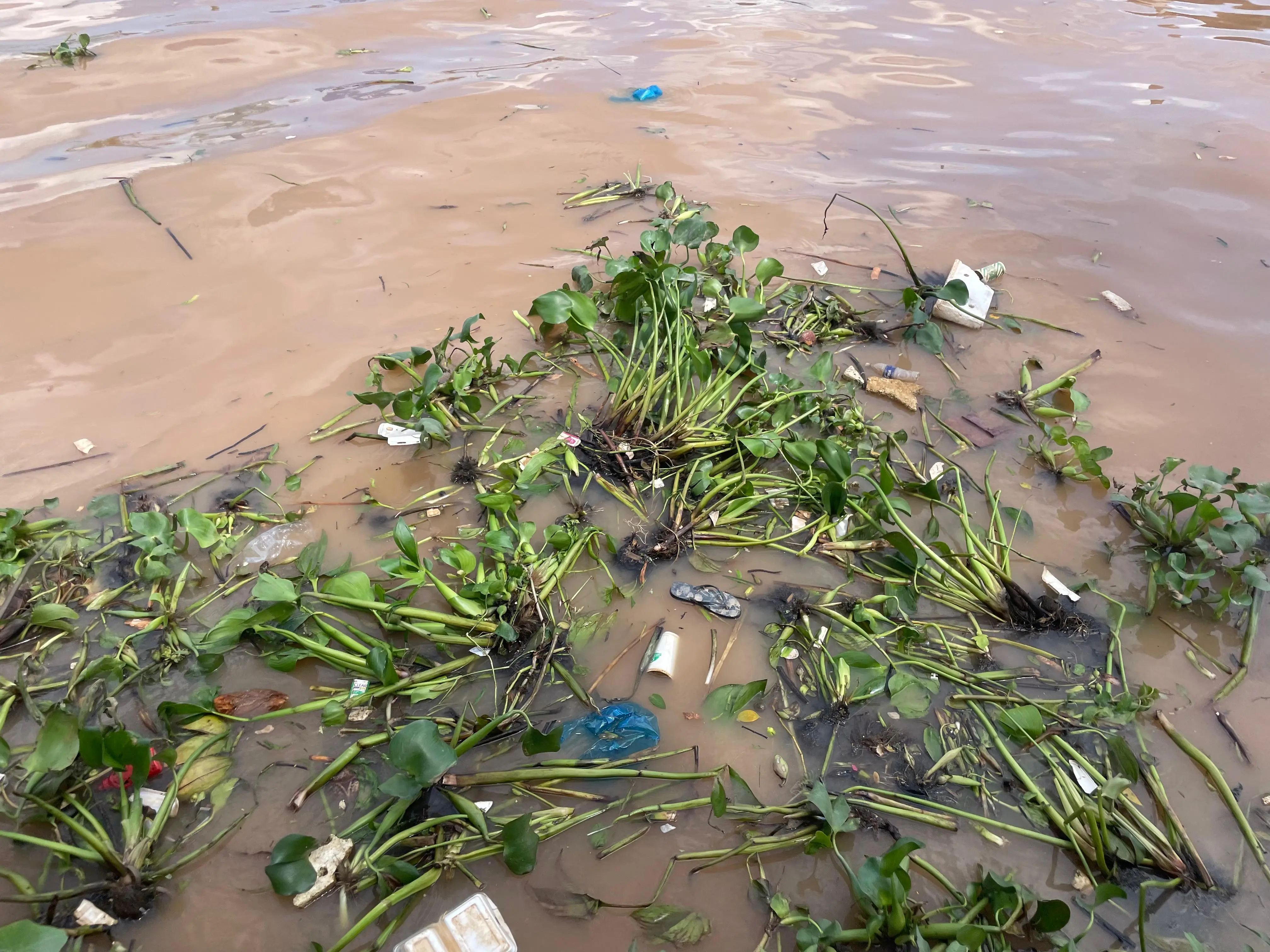 Schwimmendes organisches Material und anthropogene Objekte im Fluss (Foto: Selina Pfäffli 2024)