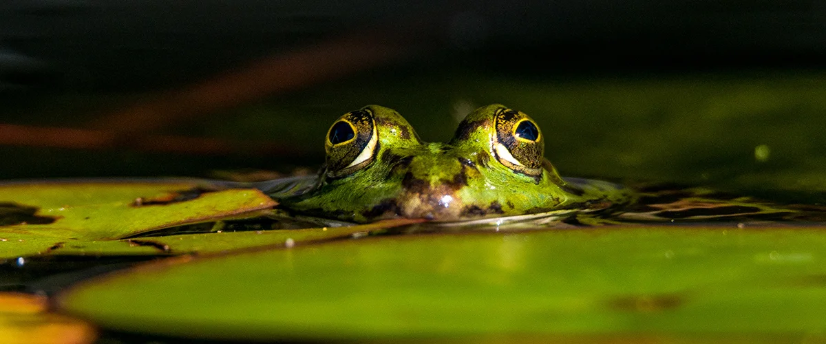 Lehrgang Naturnahe Teichgestaltung