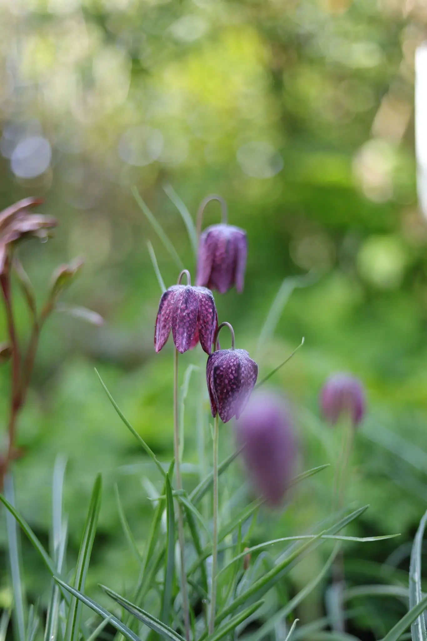 Fritillaria meleagris, auch bekannt als Schachblume (Foto: Céline Spirig)