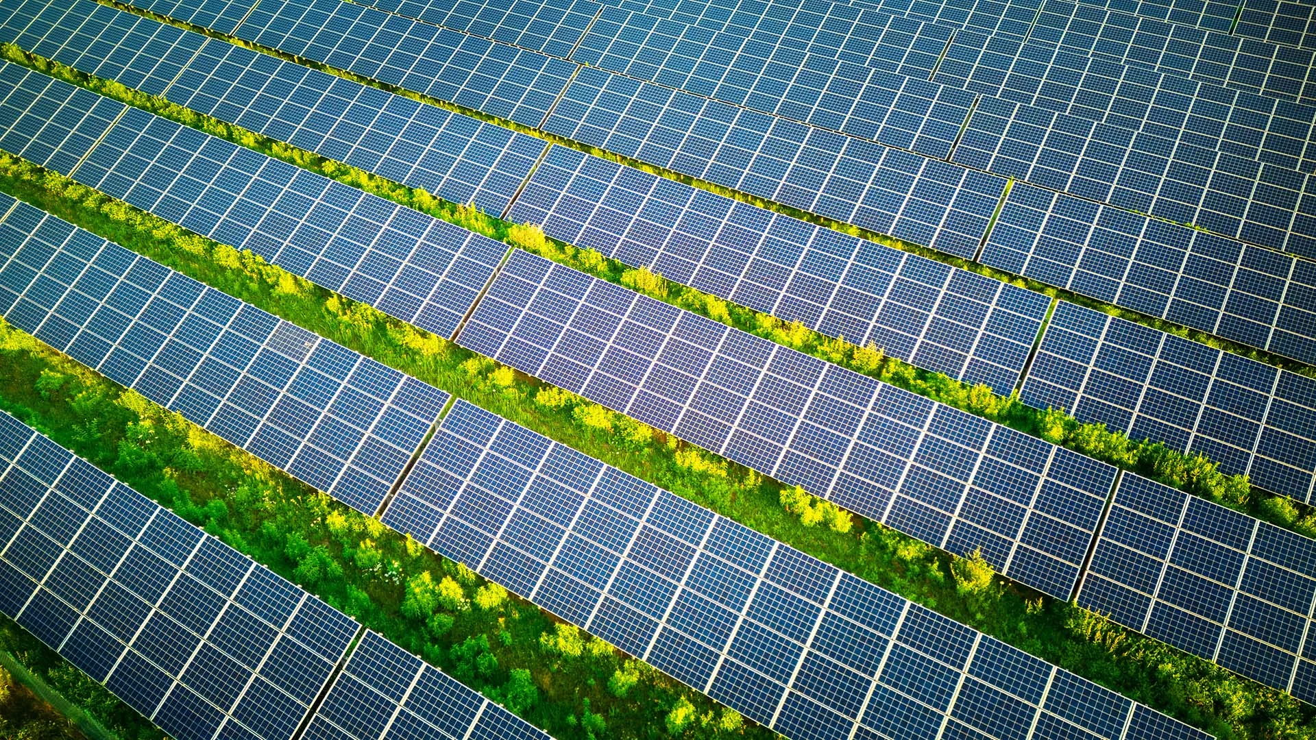 Luftaufnahme eines grossen Solarparks mit langen Reihen blauer Photovoltaikmodule zwischen grünen Vegetationsstreifen bei Sonnenlicht.