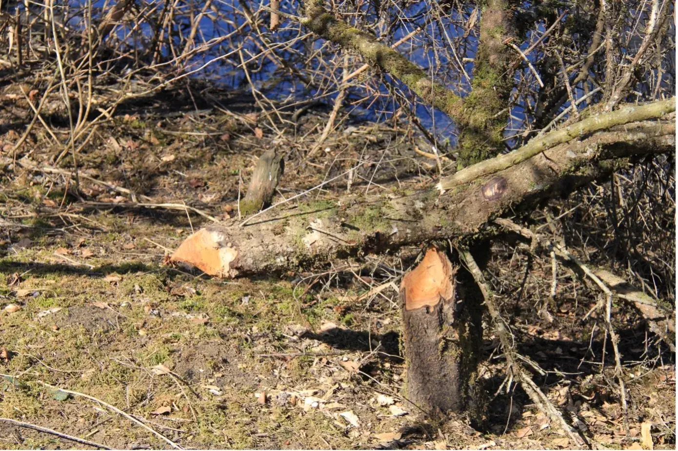 Eindrücke aus dem Biotop «Wangental Natur Pur»