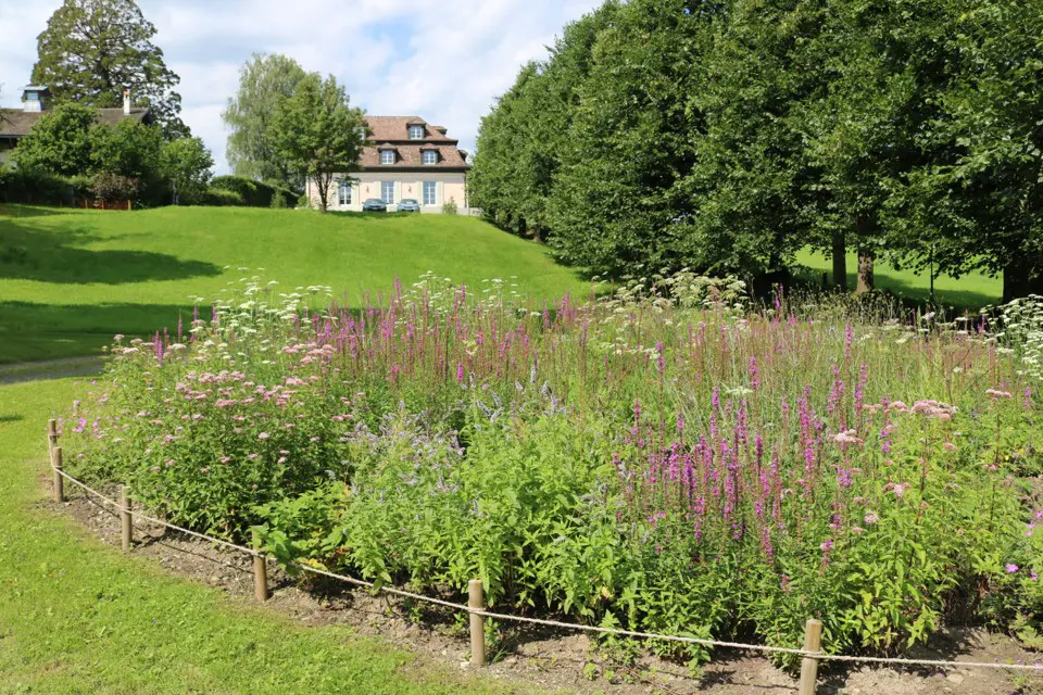 Wildstauden-Mischpflanzung in Horw, Bild: Doris Tausendpfund