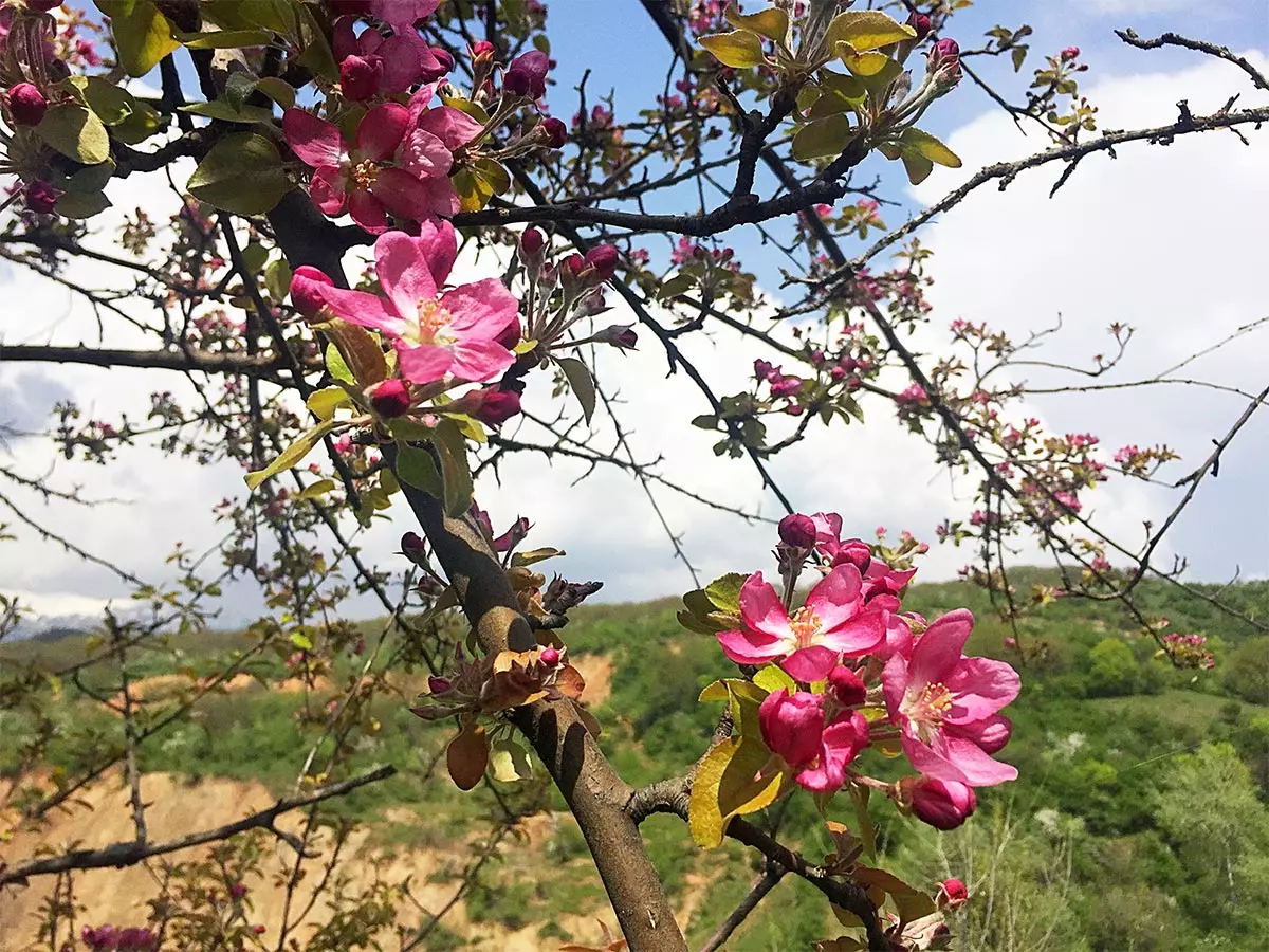 Blumen von Malus niedzwetzkyana