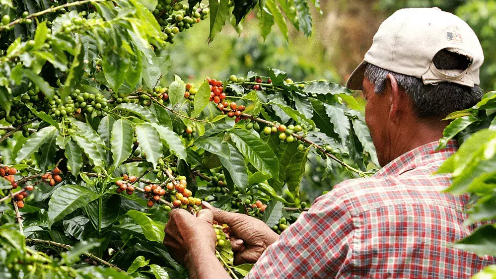 Ein Mann steht in einer Kakaoplantage und hält einen Zweig mit Früchten in der Hand.