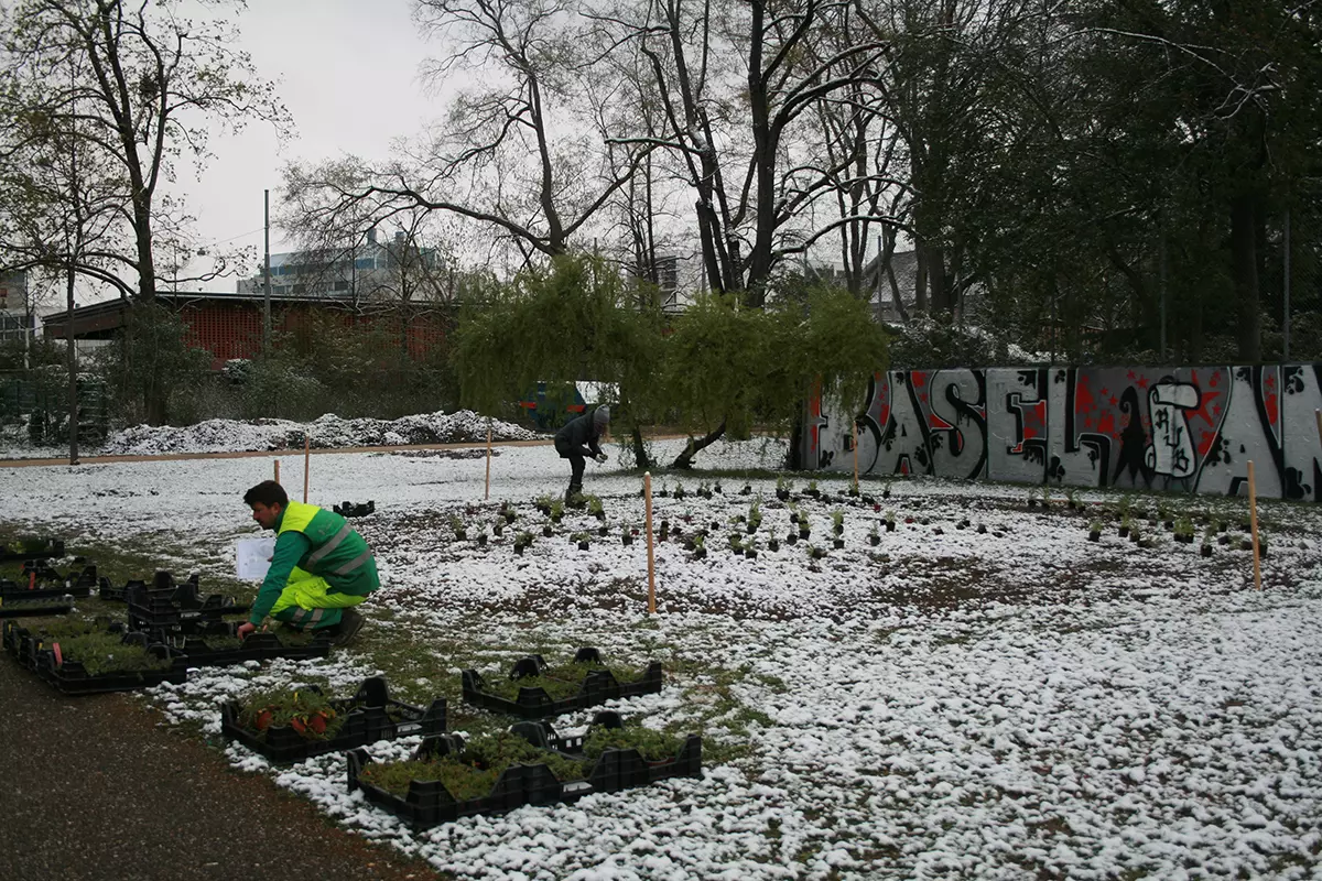 Die Bepflanzung im Horburgpark in Basel bei Schnee, Bild: Doris Tausendpfund 