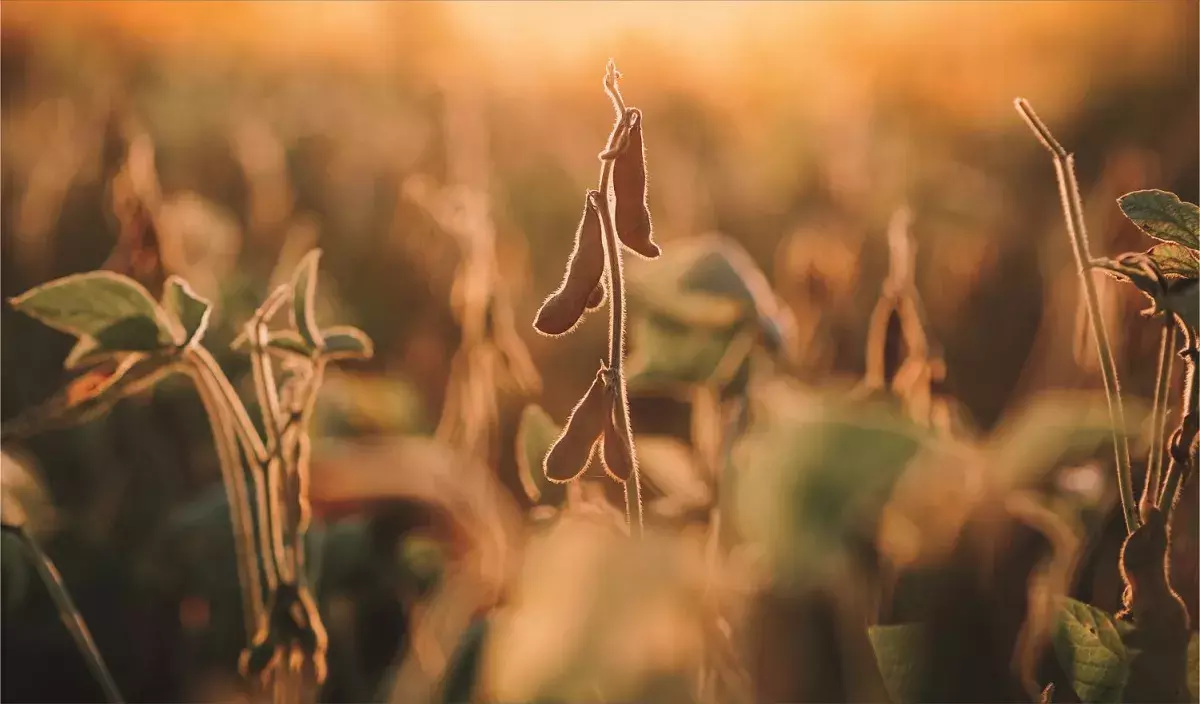 a picture showing the soy plant