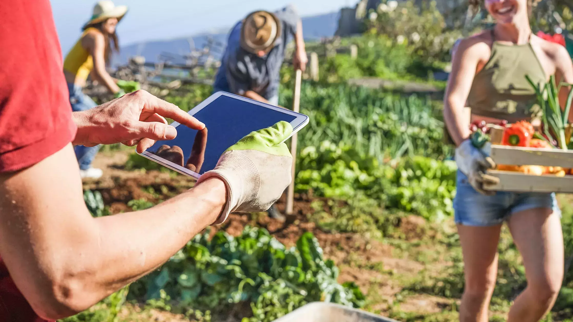 Junge Menschen ernten Gemüse auf einem Feld, Im Vordergrund tippt jemand etwas auf einem Tablet ein.