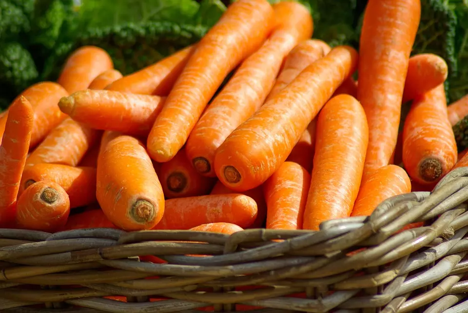 Carrot harvest