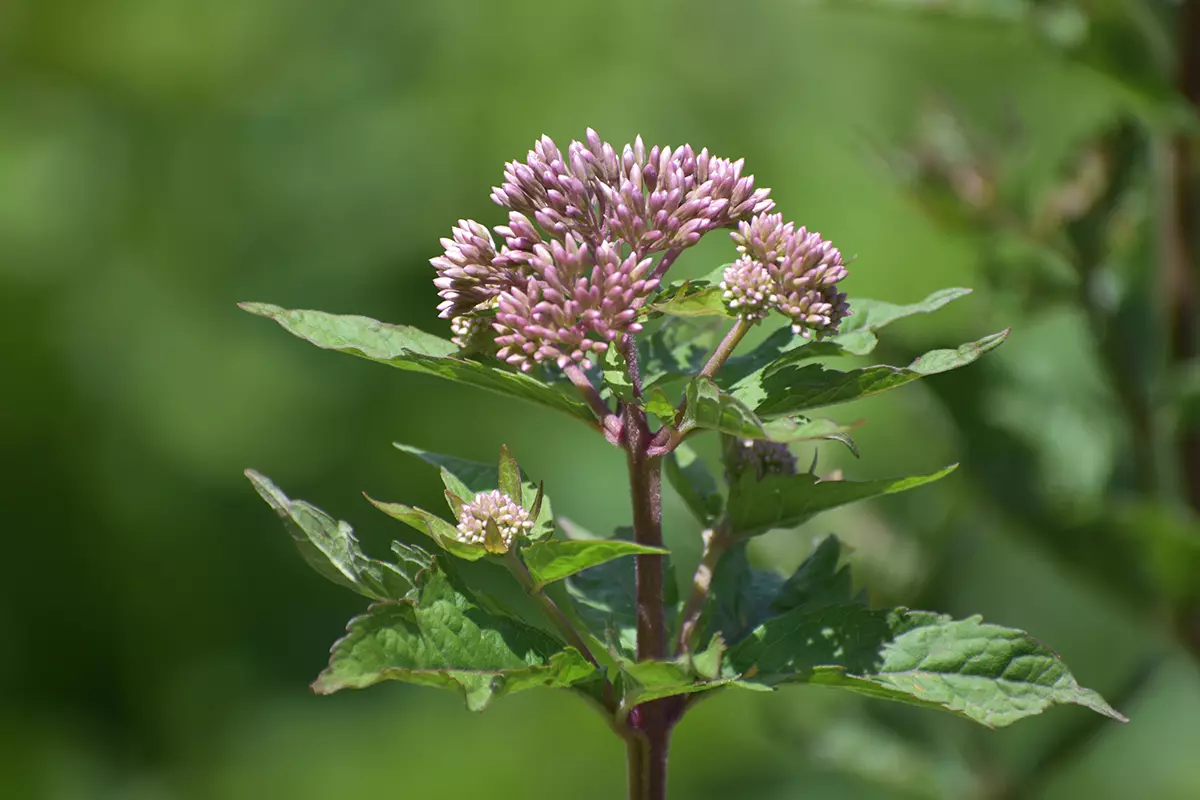 Wasserdost (Eupatorium cannabinum), Bild: Doris Tausendpfund