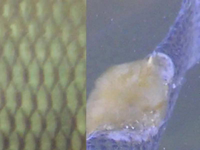 Aquaponic contruction - fish skin