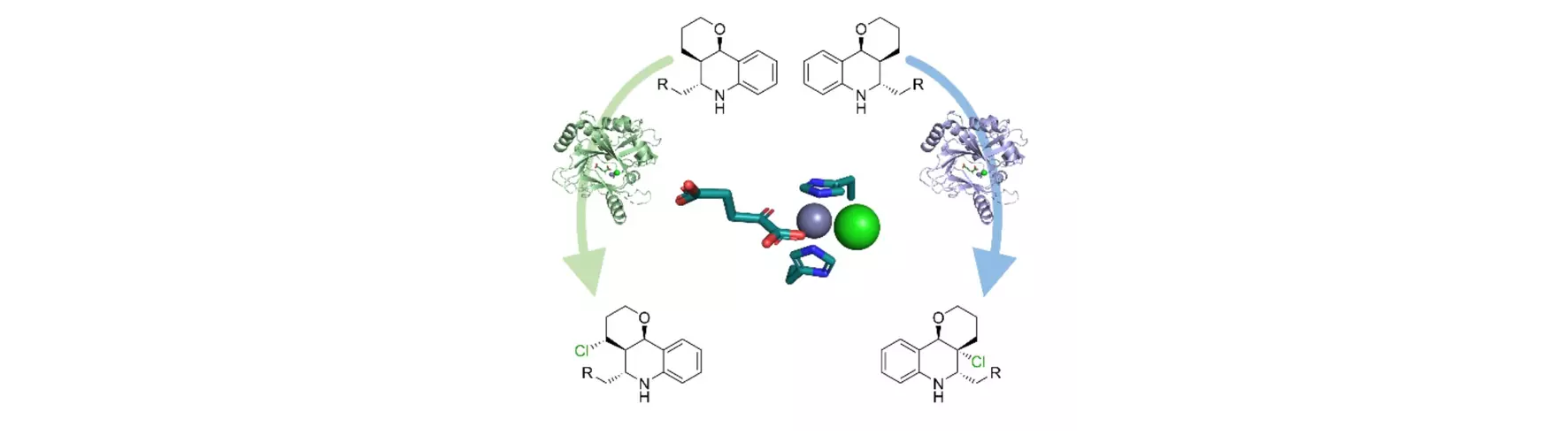 Halogenase Variant