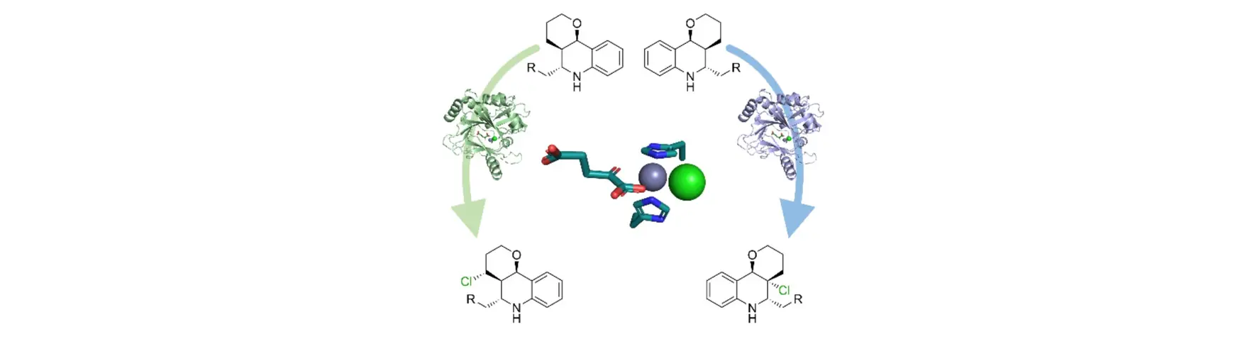 Halogenase Variant