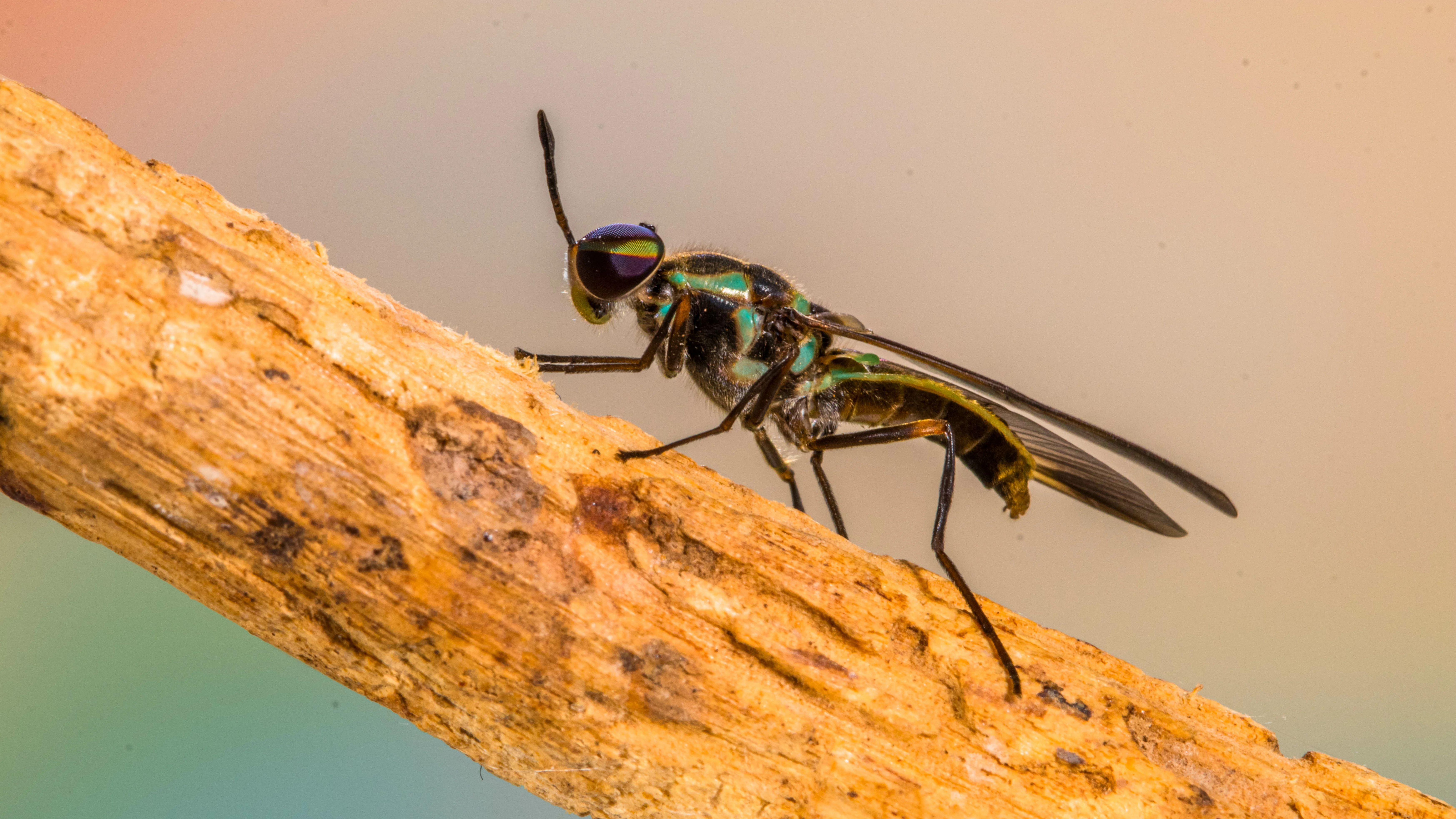 Nahaufnahme einer schwarz-grün schimmernden Fliege mit langen Fühlern, die auf einem Ast sitzt.