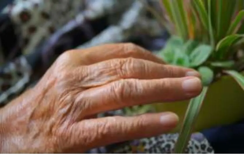 Alte Hand berührt eine Pflanze