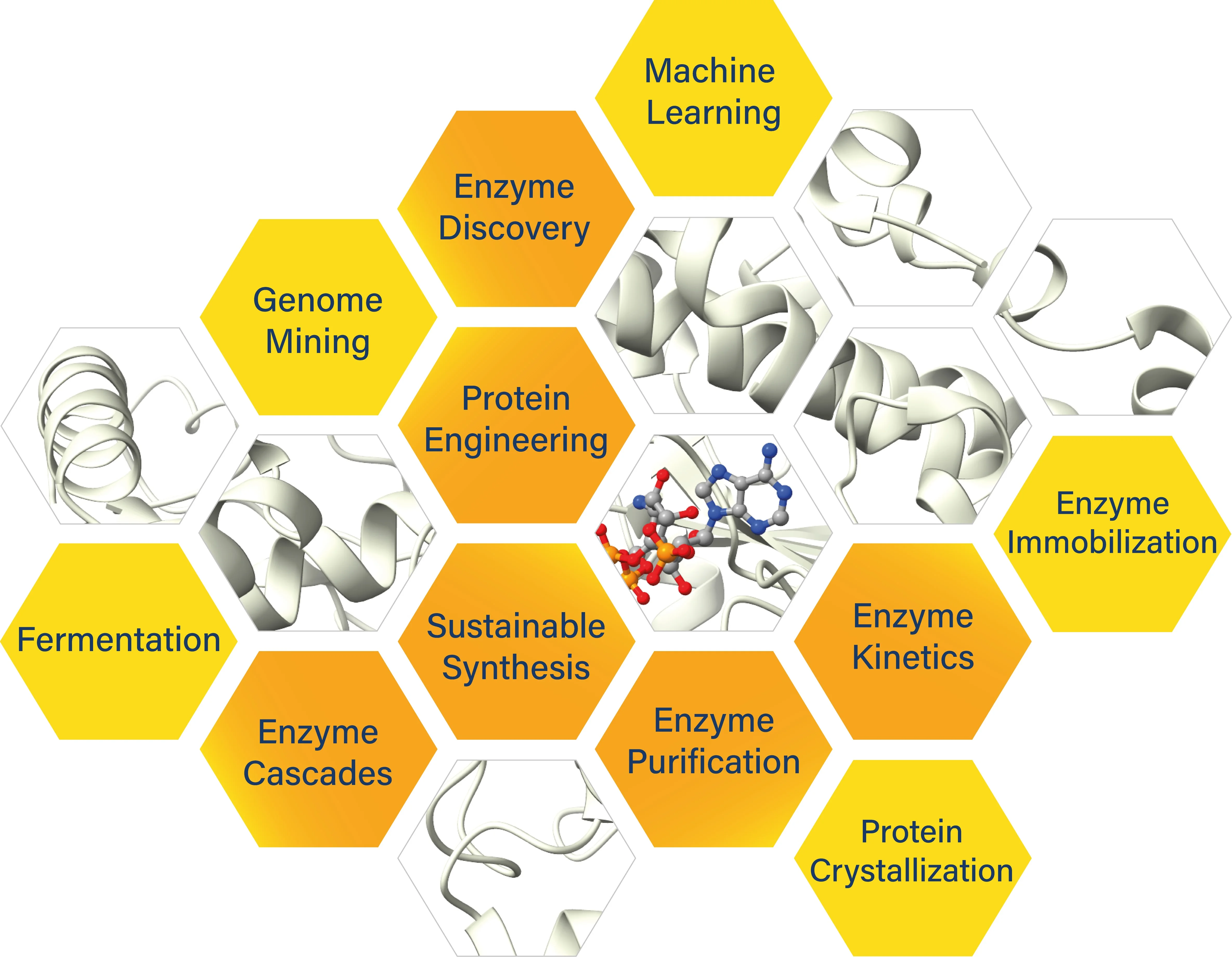 Infografik in Wabenstruktur zu den Kompetenzen der Biokatalyse, aufgeteilt in Fachbereiche wie Genome Mining, Protein Engineering und Sustainable Synthesis, kombiniert mit molekularen Proteinstrukturen.