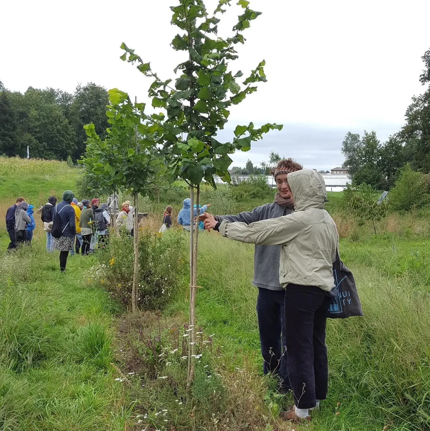 Veredelung von Fruchtsorten auf Baumhasel in der Permakulturfläche auf dem Birchhof