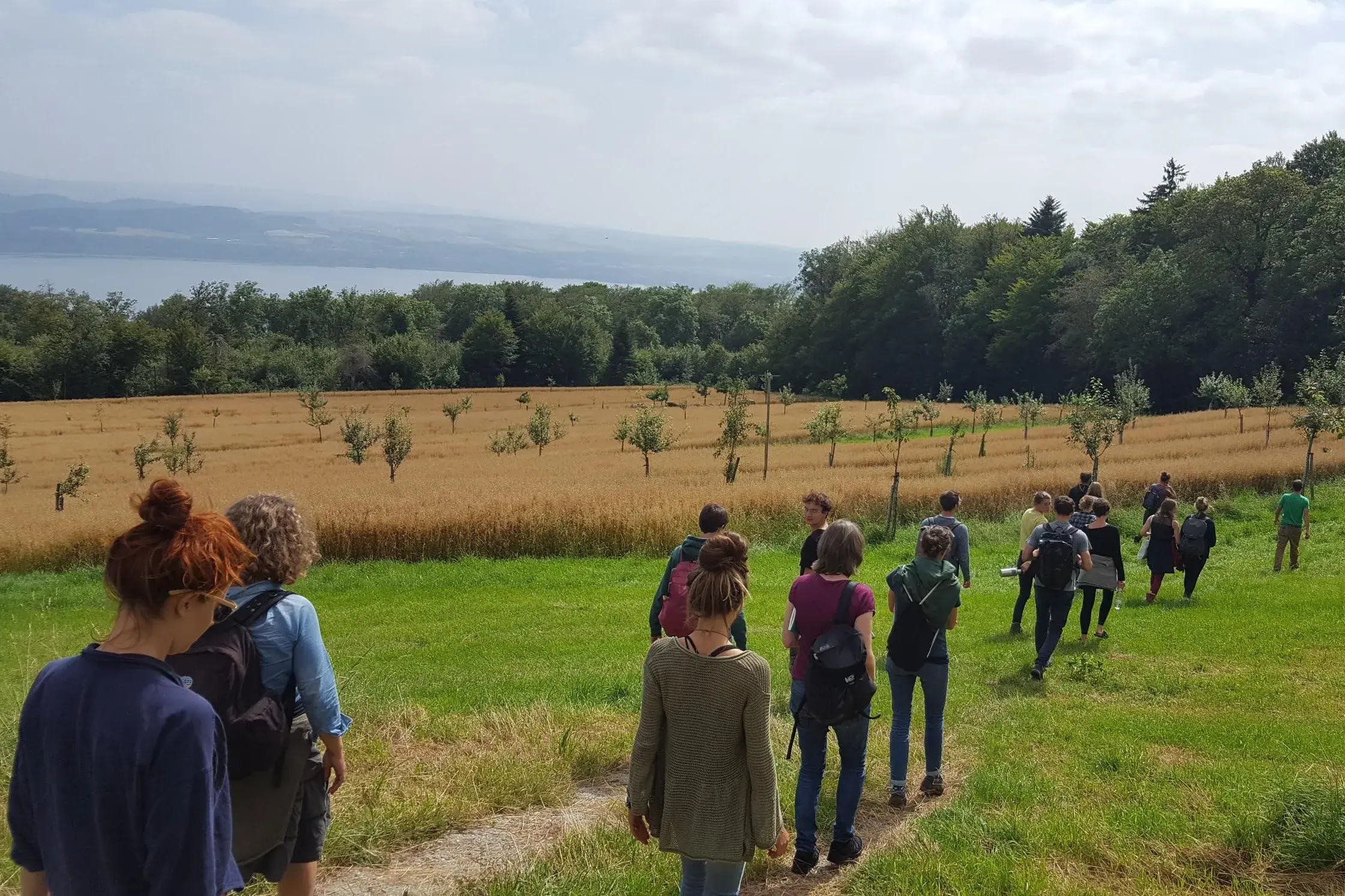 Bäume so weit das Auge reicht in einem Getreidefeld auf der Ferme La Prisette oberhalb vom Neuenburger See.