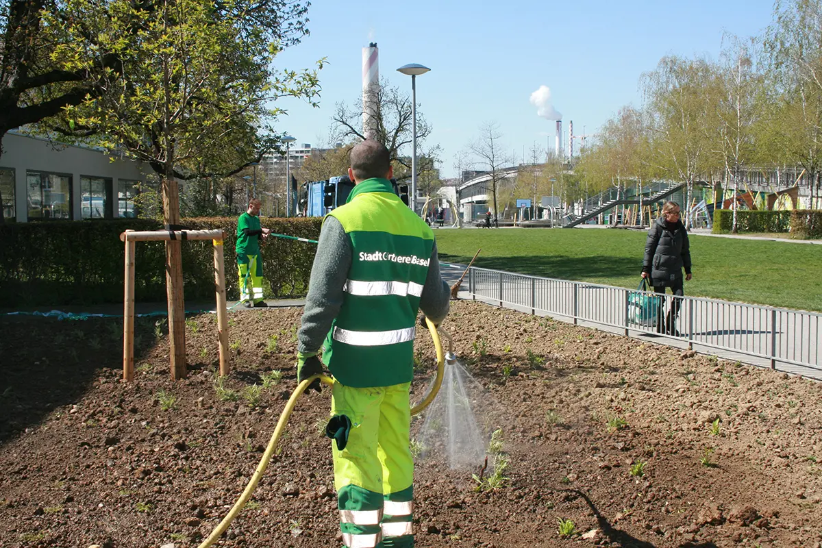 Die Bepflanzung in der Dreirosenanlage am Rhein, Bild: Doris Tausendpfund