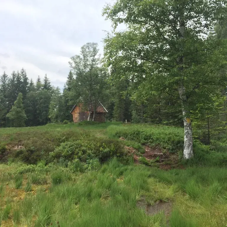 Ein Hochmoor im Naturschutzgebiet Moorlaandschaft Schwantenau, SZ