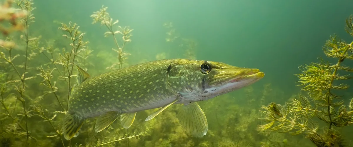 Süsswasserfische in Europa