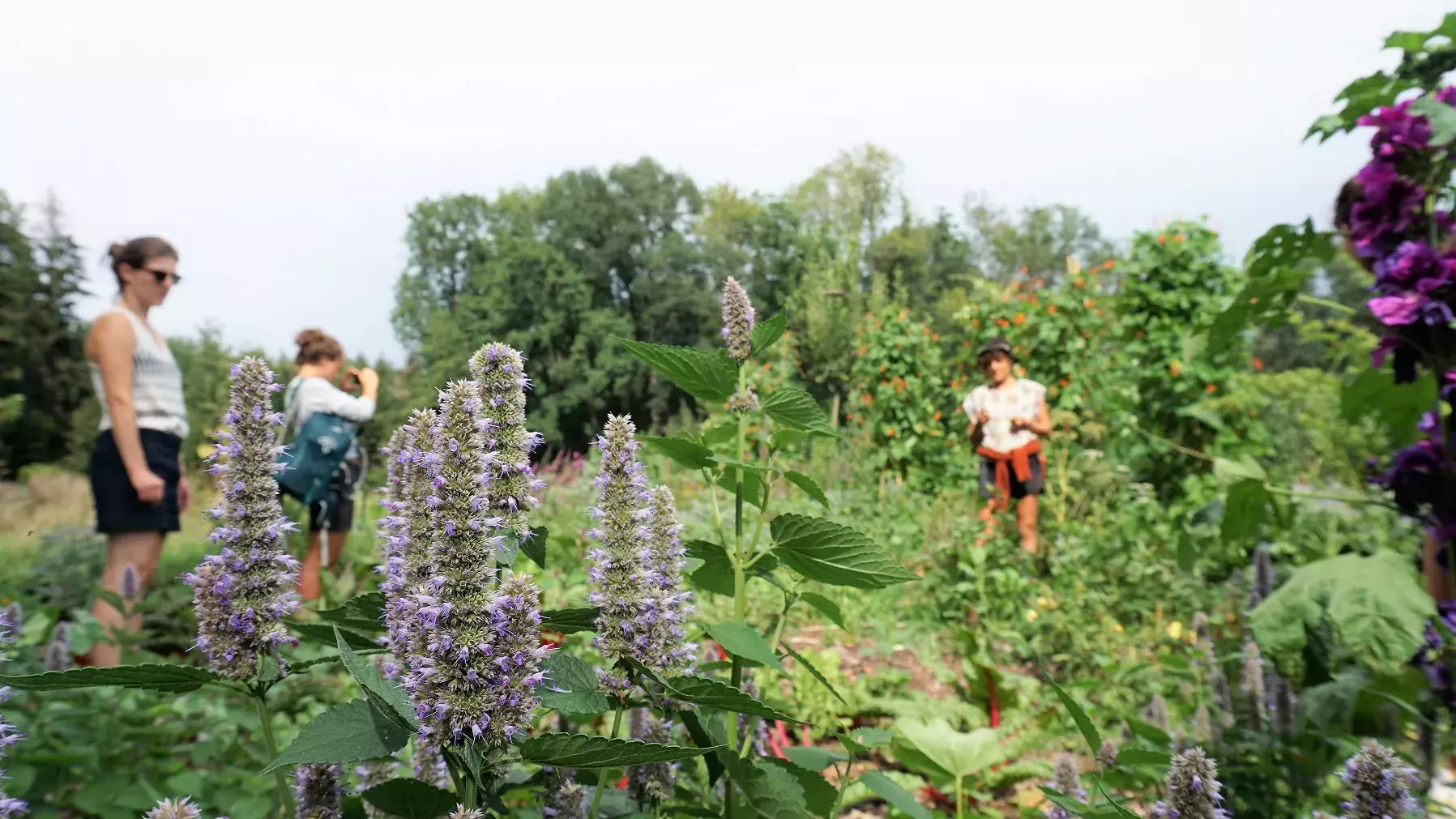 Eine Grünfläche mit verschiedenen Blütenpflanzen und hoher Biodiversität