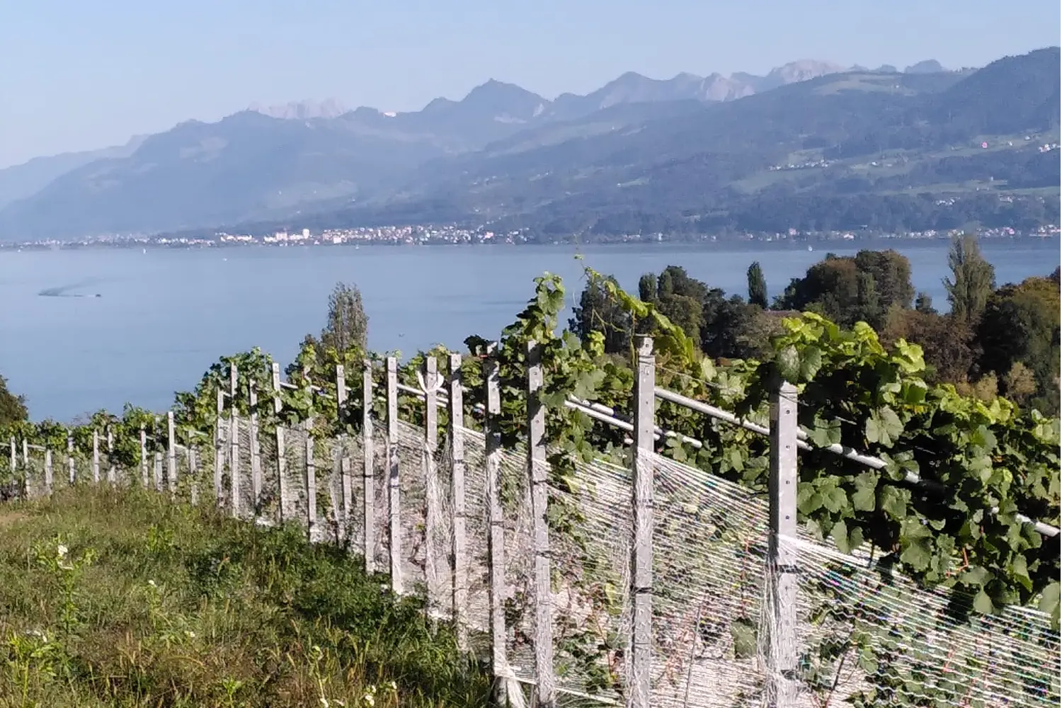 Im vordergrund sind Weinreben zu sehen, dahinter ein See.