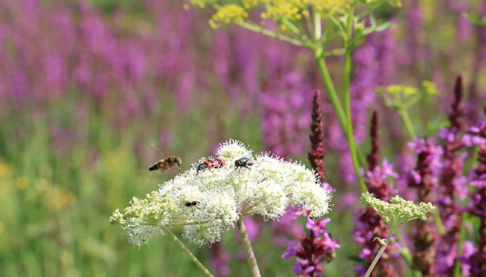 Transdisziplinäre Biodiversitätsforschung