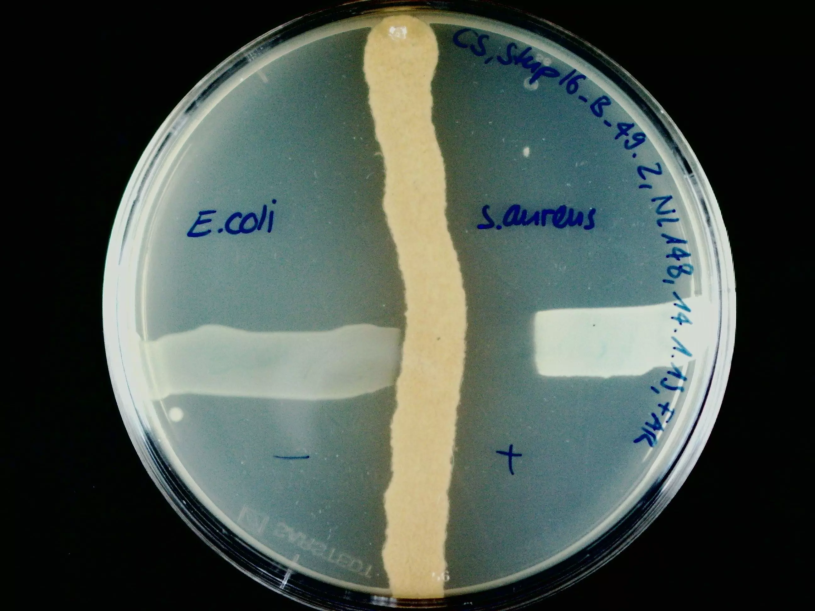 Nähragarplatte mit 3 Ausstrichen: Vertikal eine Streptomyces-Art, welche einen antimikrobiellen Wirkstoff ausscheidet und horizontal 2 Testkeime. S. aureus wird im Wachstum gehemmt und E. coli nicht(links) und S. aureus (rechts)