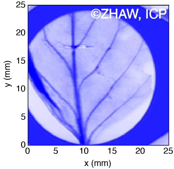 Thz imaging of a leaf