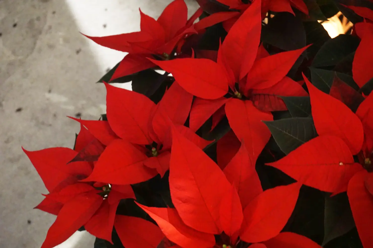 Rote Weihnachtssterne