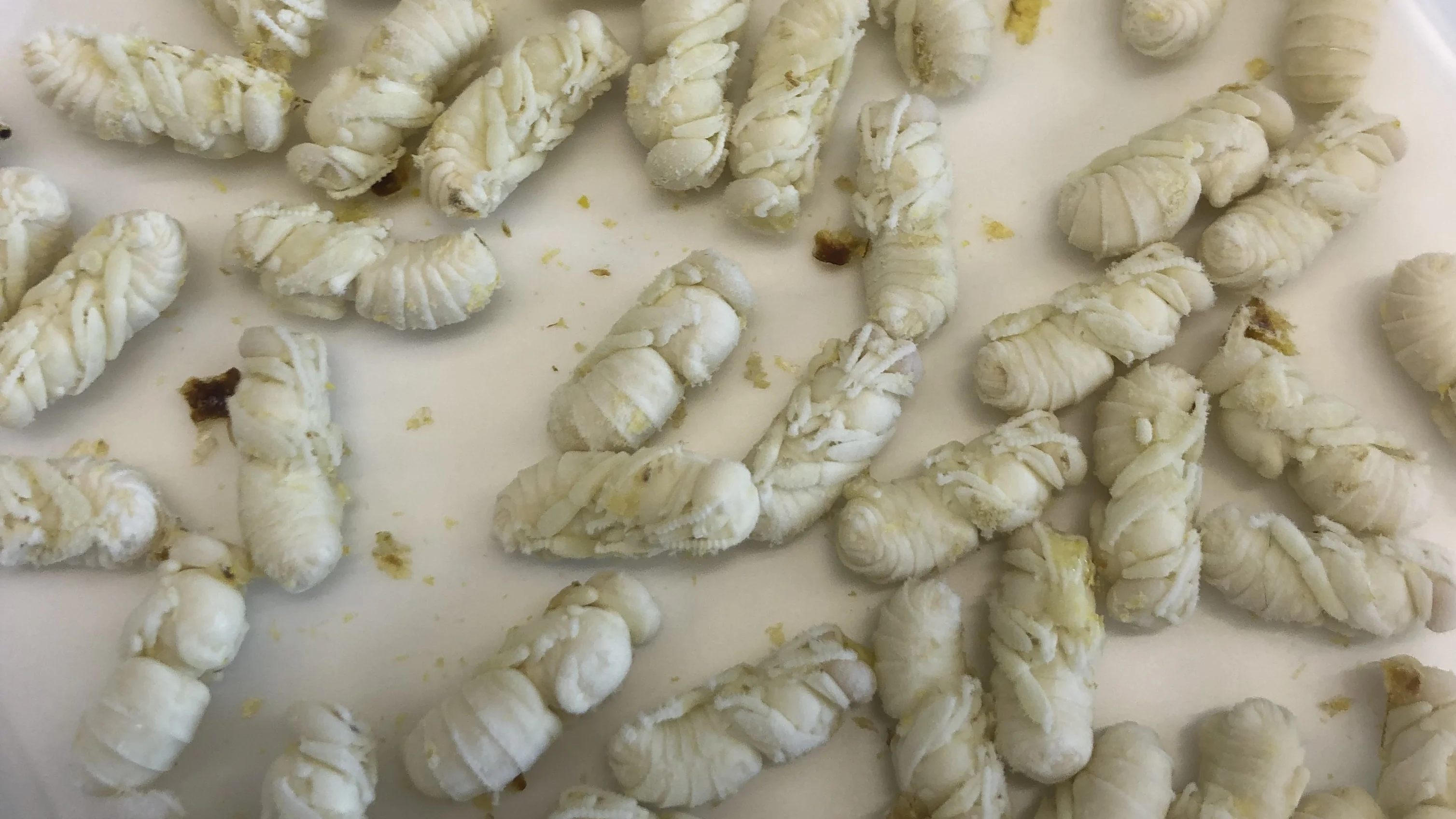 Nahaufnahme mehrerer weisslicher, segmentierter Larven, die verstreut auf einer weissen Unterlage liegen.