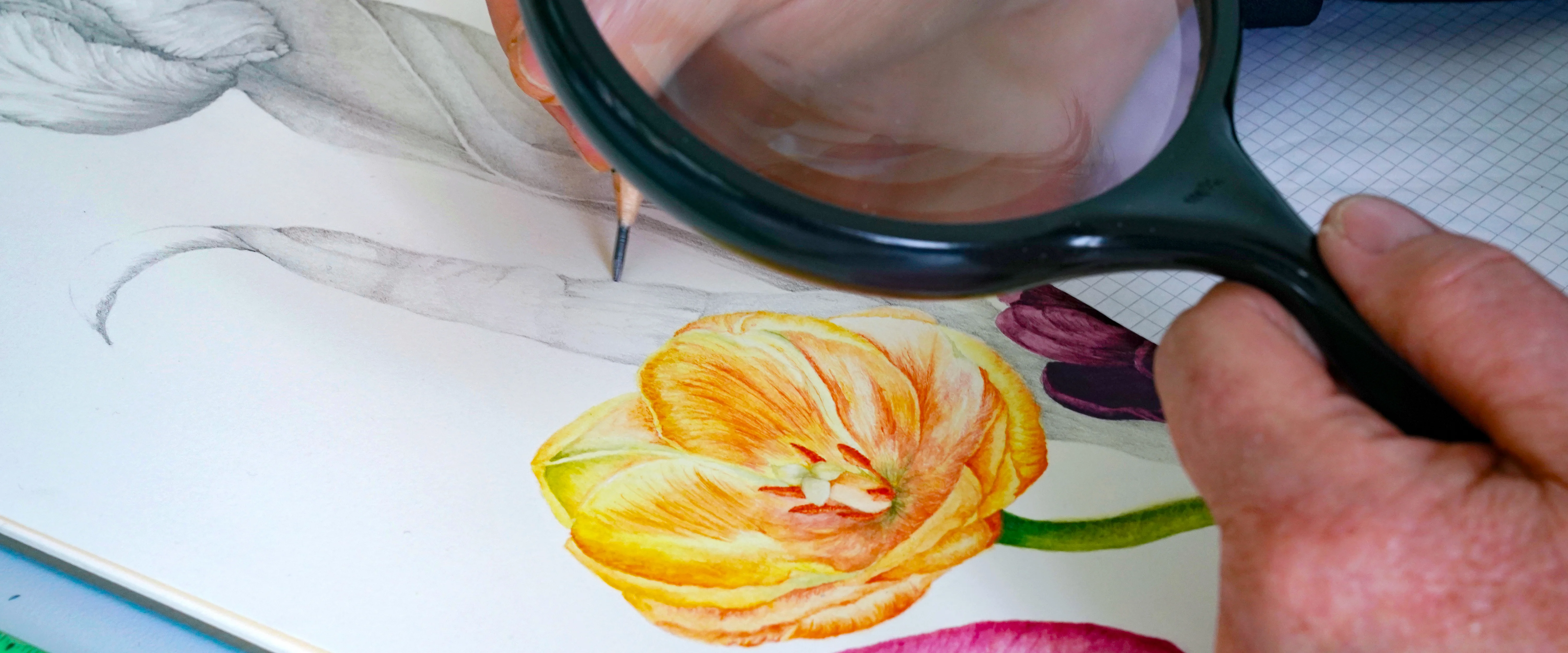 Lehrgang Botanisches Malen & Illustrieren