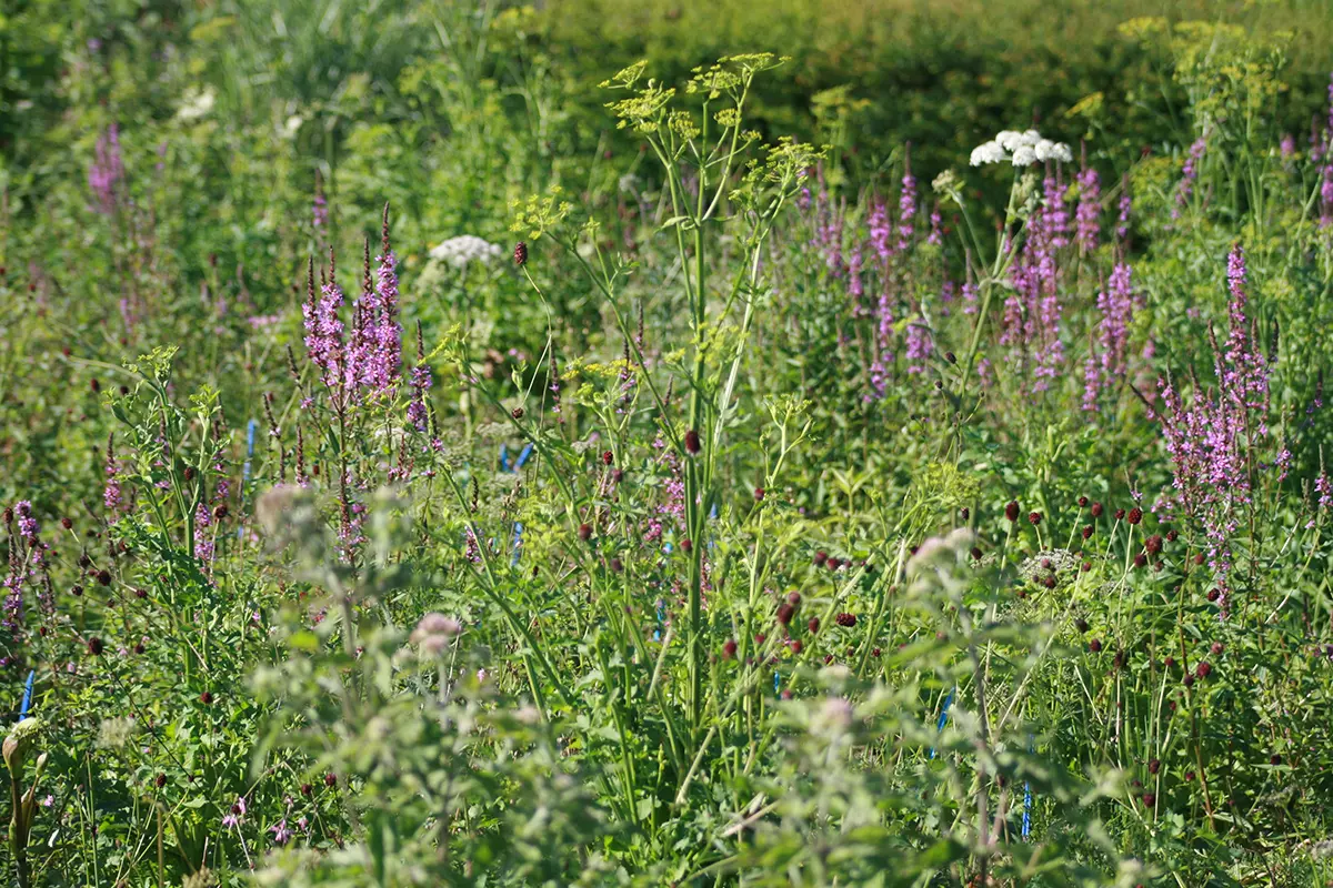 Wildstauden-Mischpflanzung in Wädenswil im Sommer 2021, Bild: Doris Tausendpfund