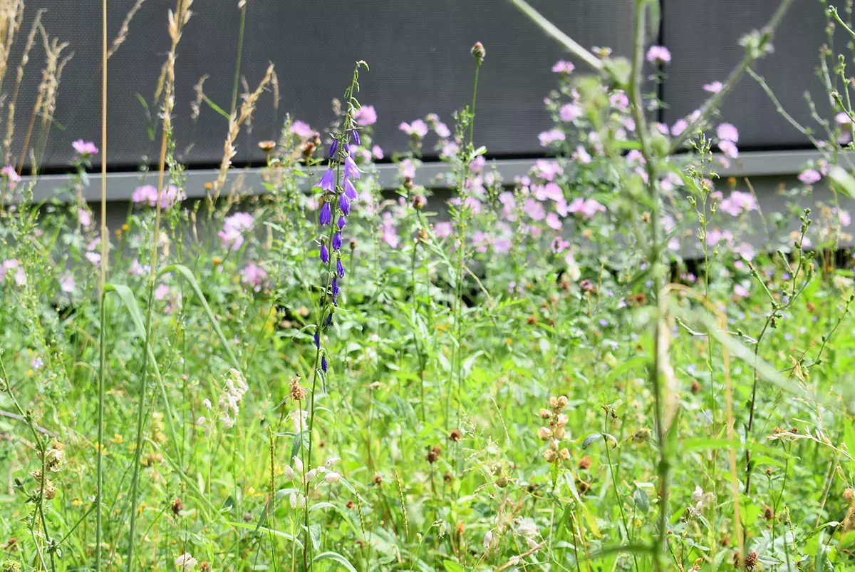 Naturnaher Grünraum im Projekt "Mehr als Grün - Praxismodule naturnahe Pflege