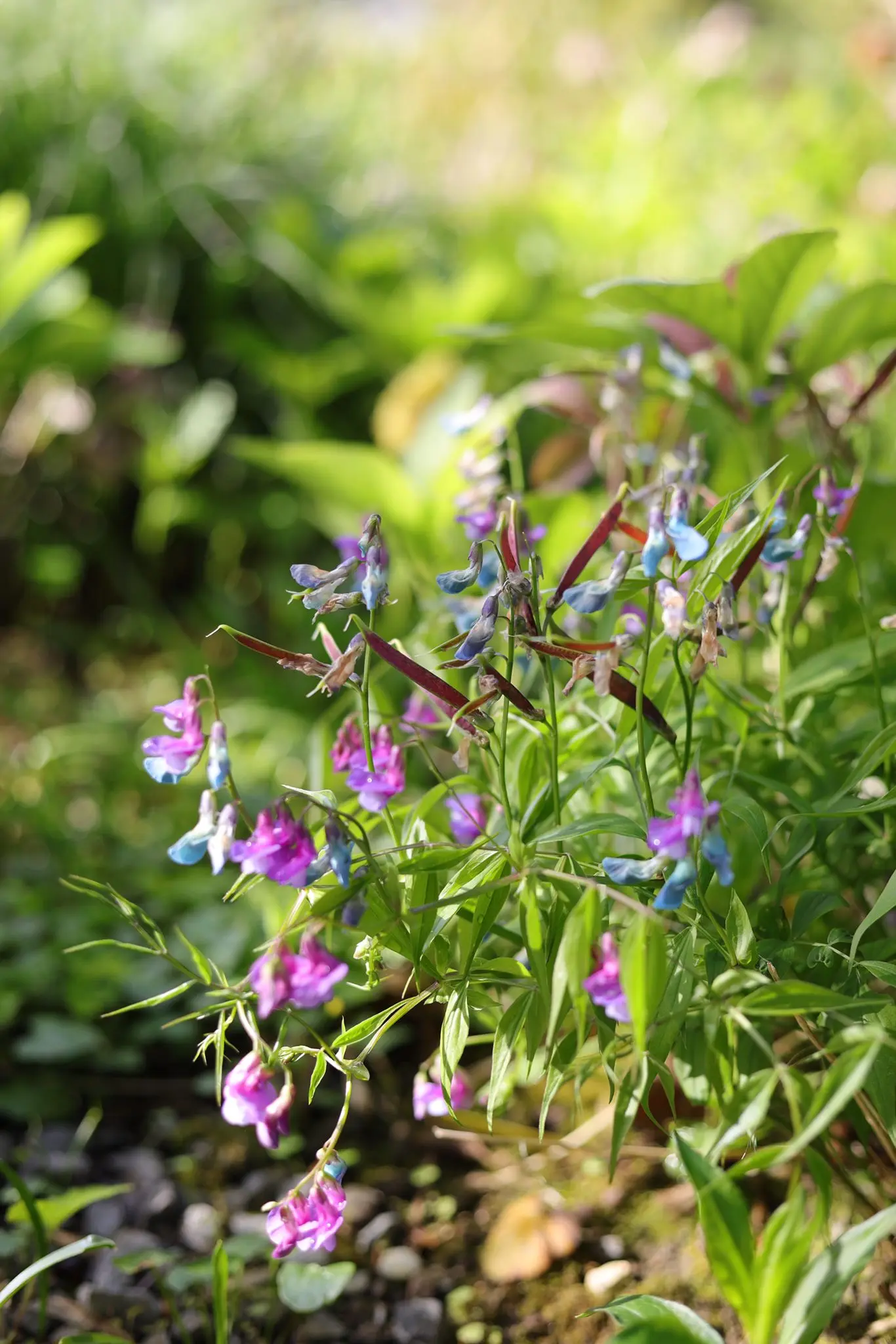 Vor dem kalten Wetter der letzten Tage waren viele Pflanzen bereits in voller Blüte (Foto: Céline Spirig)