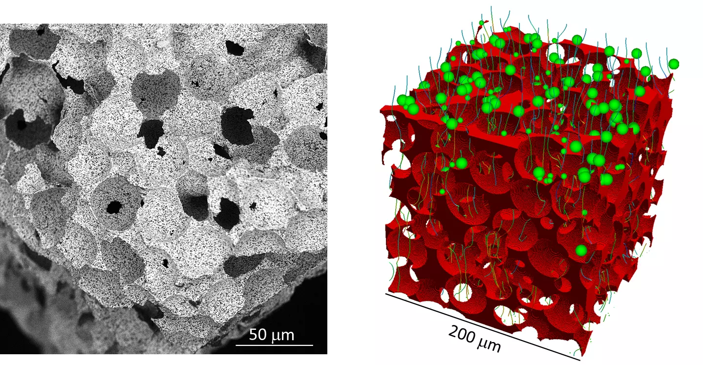 Scanning electron microscopy image and filter simulation, enlarged view