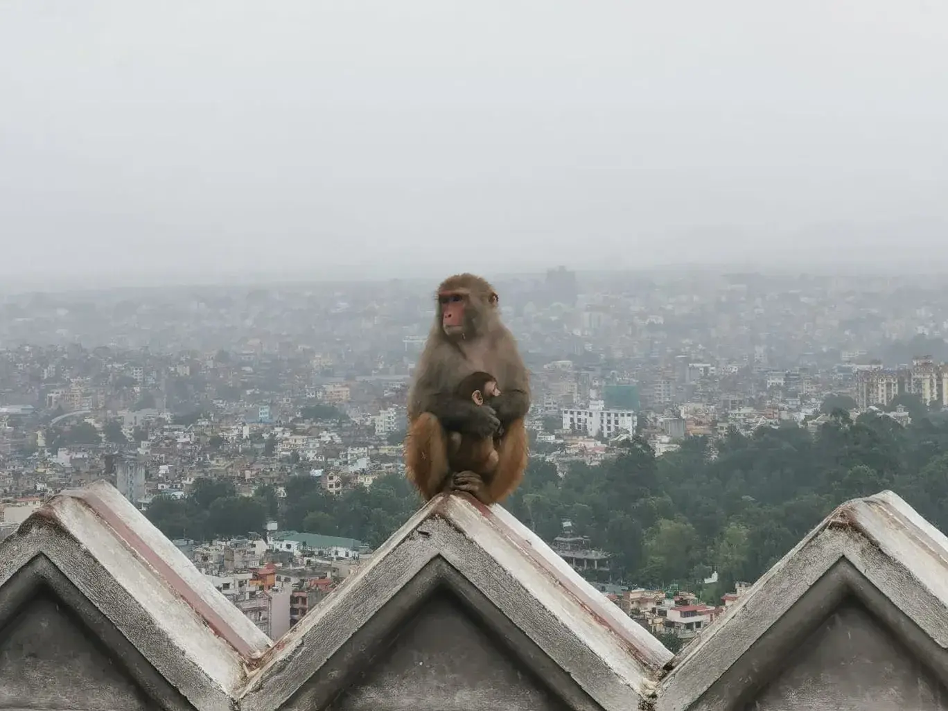 Weniger seltene Arten wie die Rhesusaffen traf Lena in Kathmandu (Foto: Lena Marti)