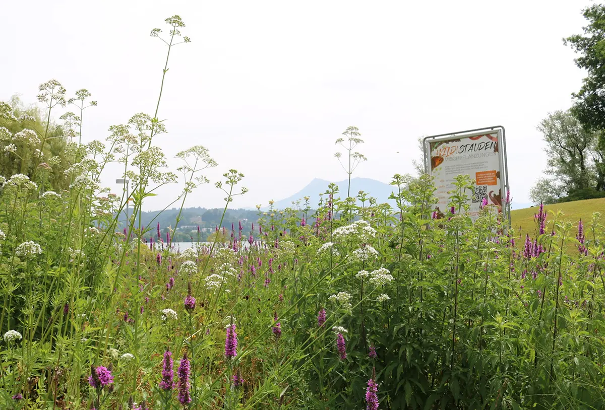Wildstauden in Luzern, Bild: Céline Derman-Baumgartner