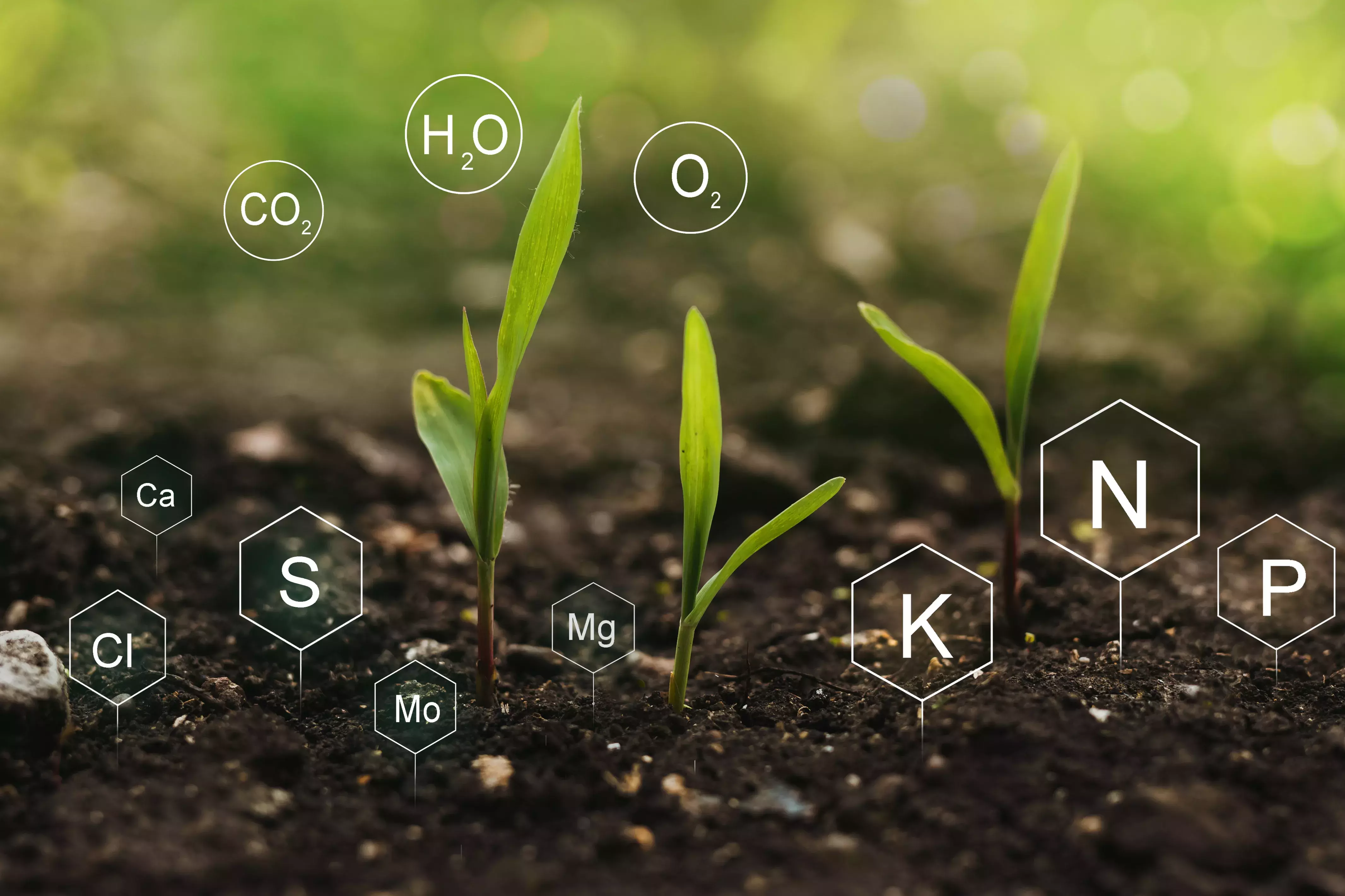 Role of nutrients mineral in Corn plant and soil life with digital mineral nutrients icon.