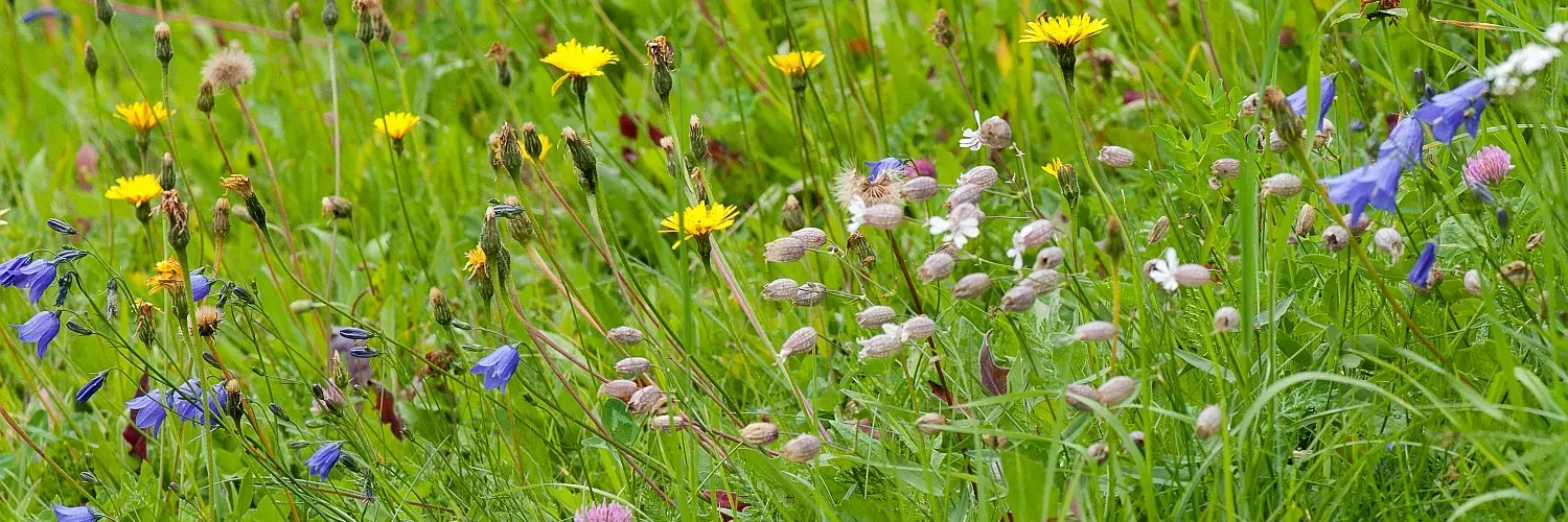 Species rich grassland