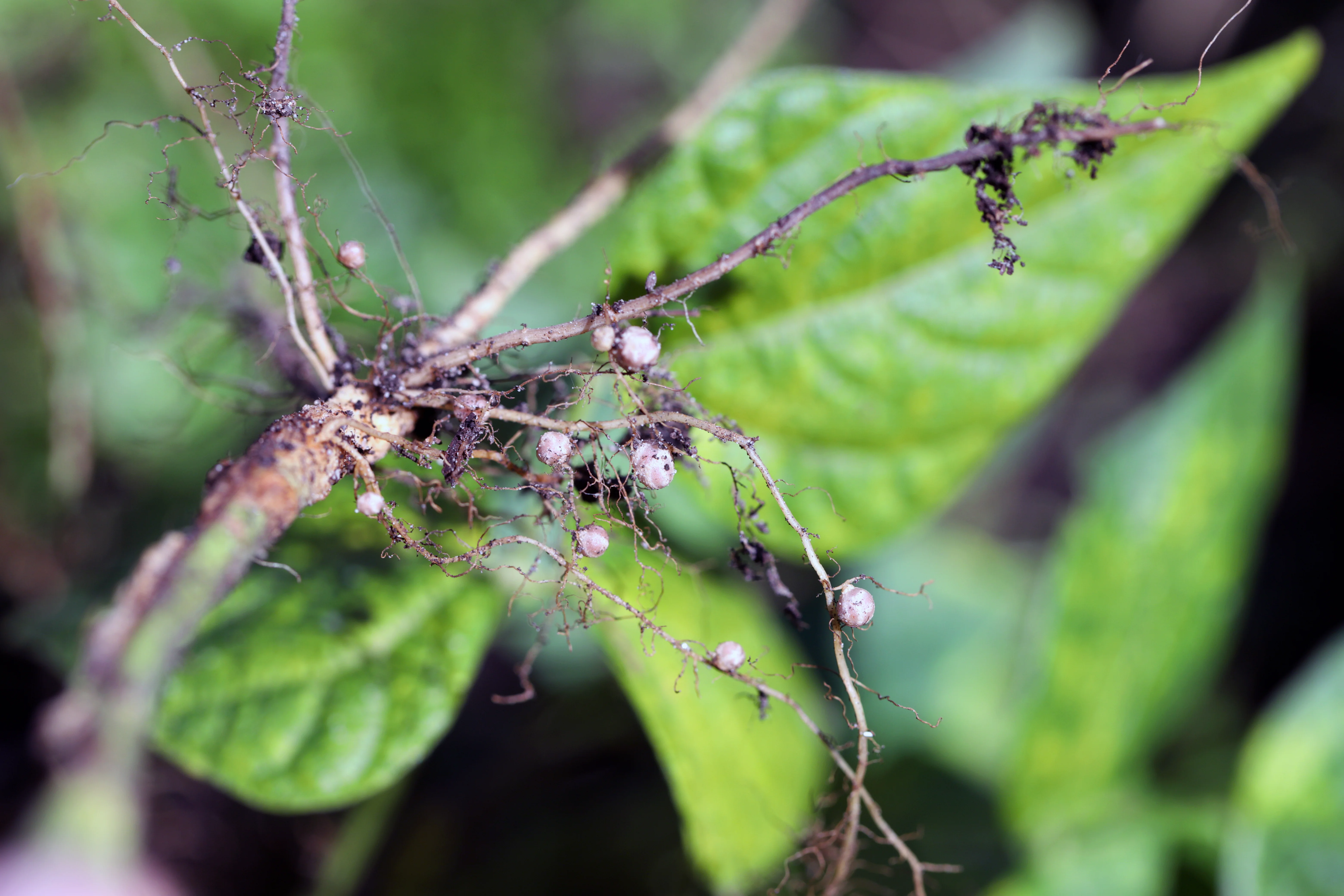 Close-up of plant roots with multiple small, round nodules attached against a blurred background of green leaves.