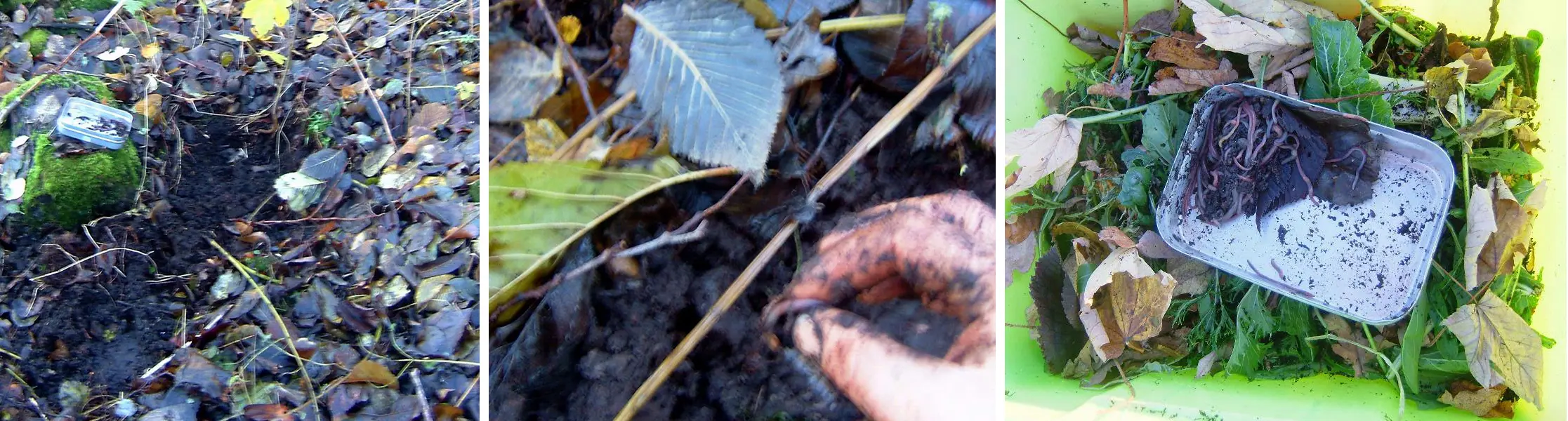 Worm composting - Step 1 to 3