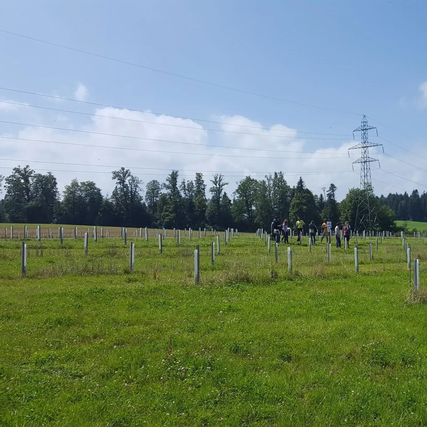 Haselnuss-Trüffelanlage auf dem Hof Halterhus