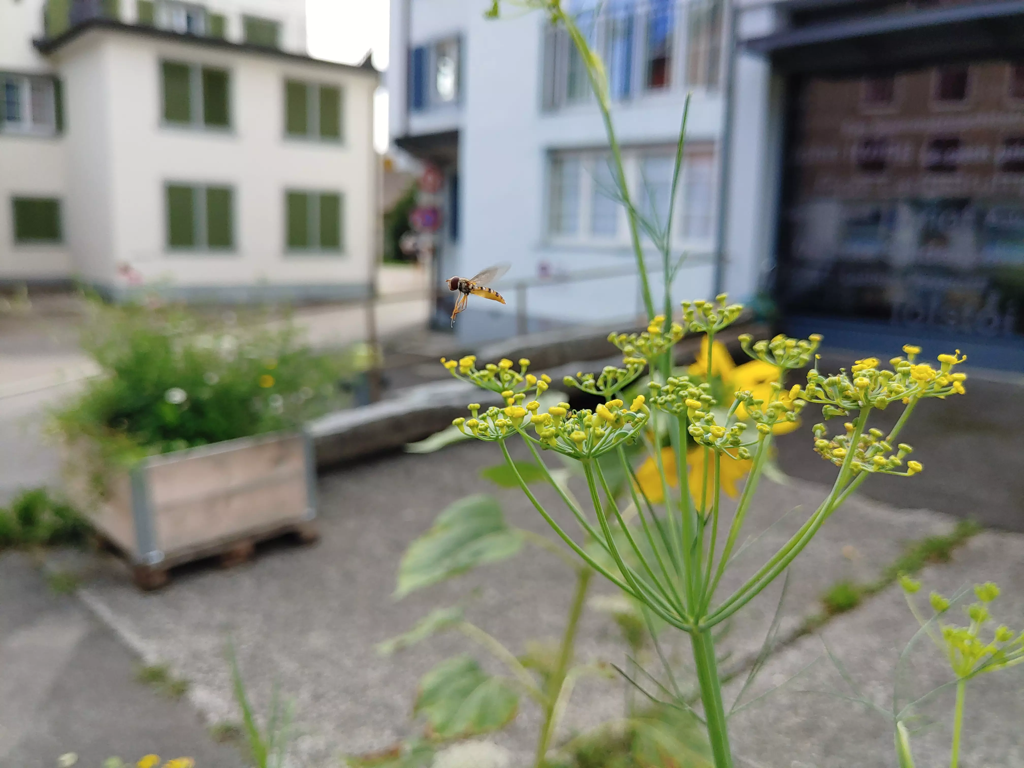 Viele Wildbienen und Insekten erfreuten sich im Sommer an der Blütenpracht. Foto: Mathias Wenger