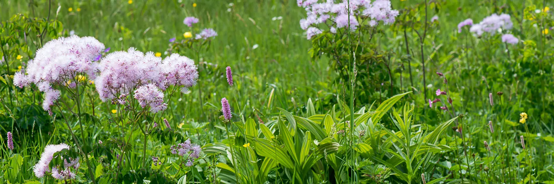 Artenreiche Feuchtwiese mit Thalictrum aquilegifolium
