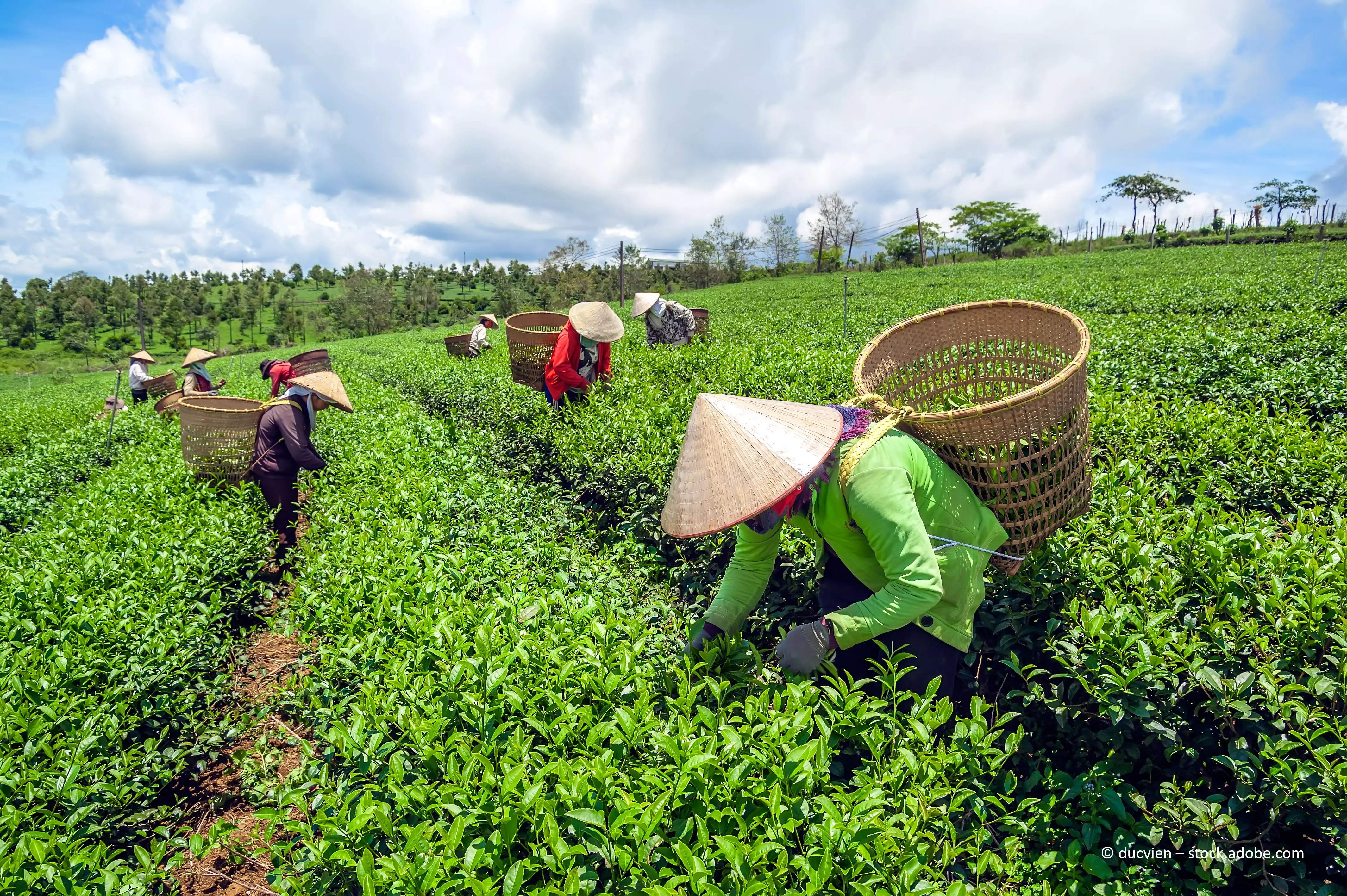 The farmers harvesting tea leaf in Bao Loc city, Vietnam.