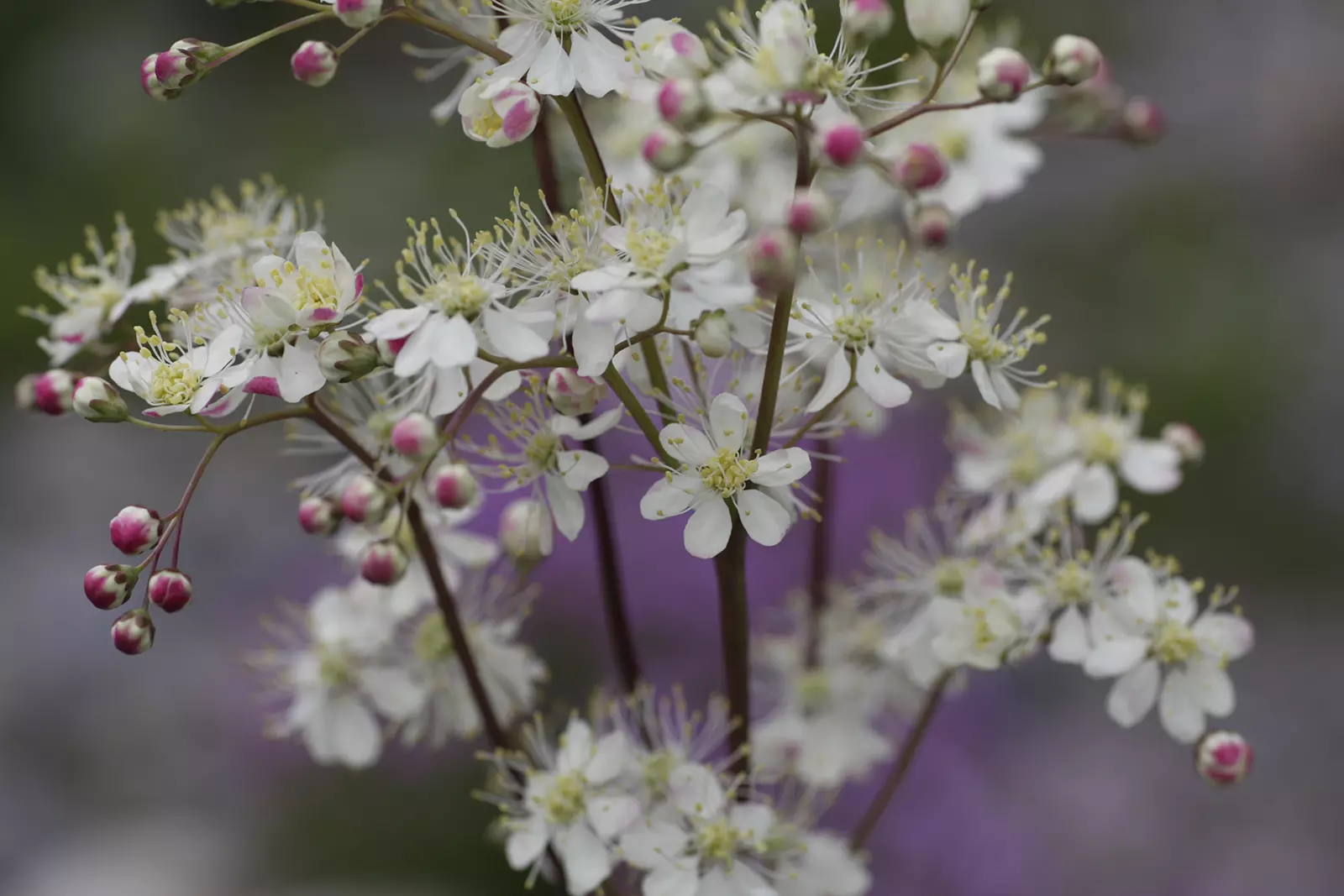 Kleines Mädesüss (Filipendula vulgaris), Bild: Erika Gussmann