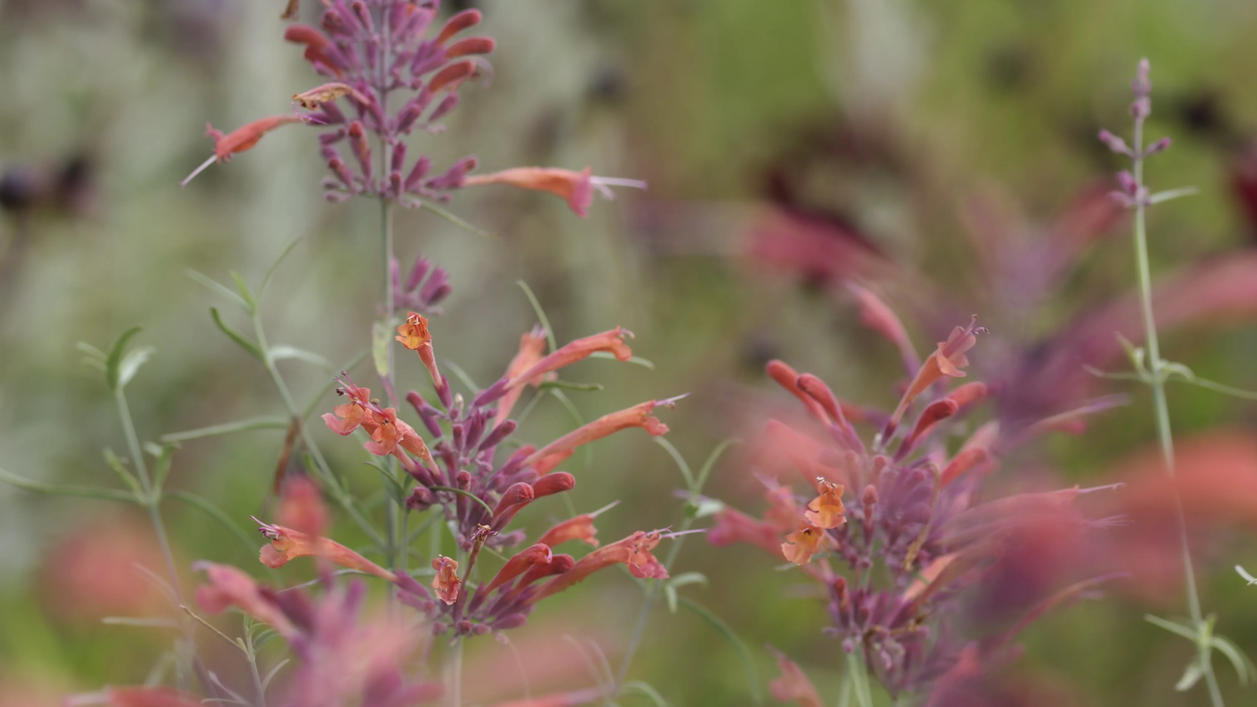 Blütenstände einer Duftnessel (Agastache) mit lachsroten Röhrenblüten und violetten Kelchen vor unscharfem, grünem Hintergrund.