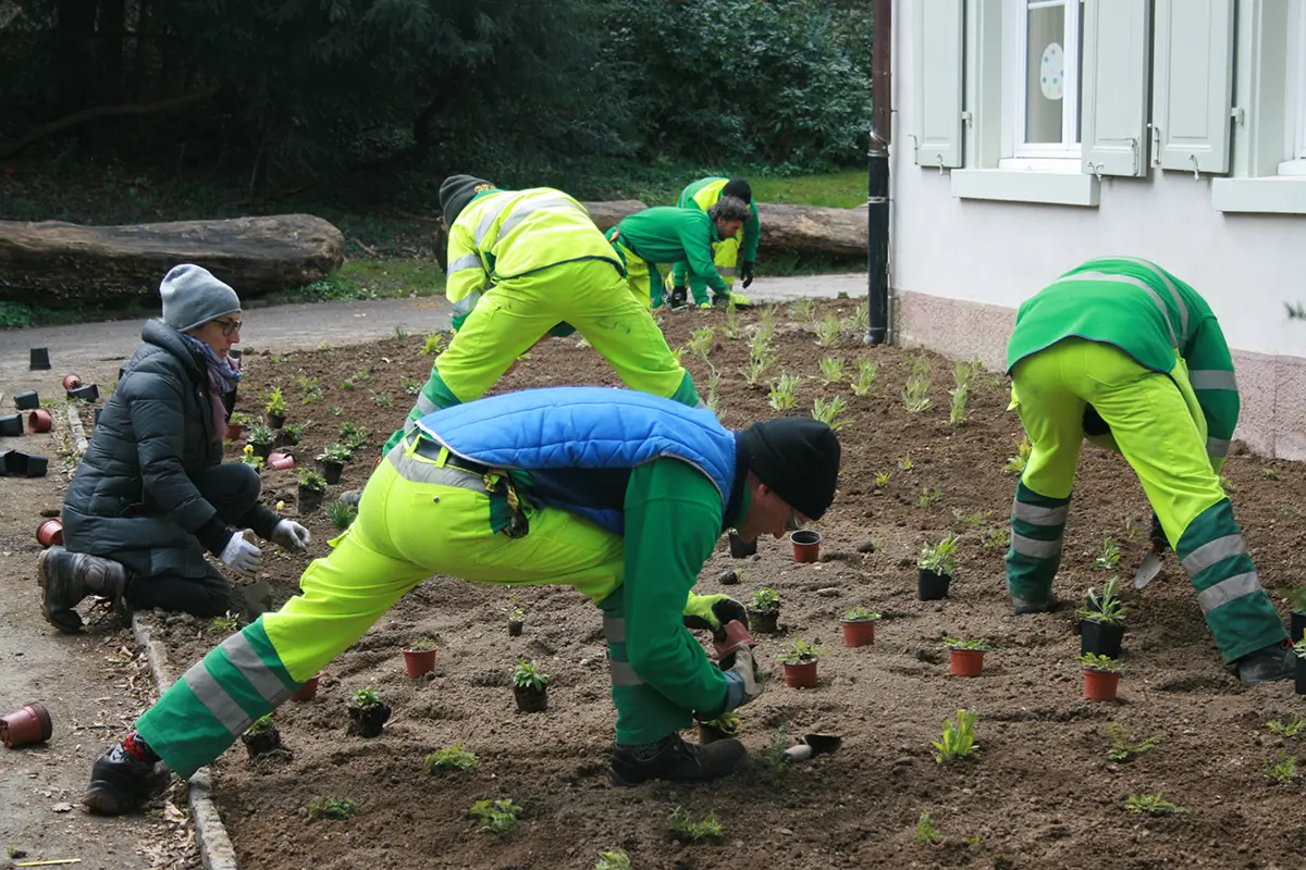 Fleissig am Bepflanzen im Margarethenpark, Bild: Doris Tausendpfund